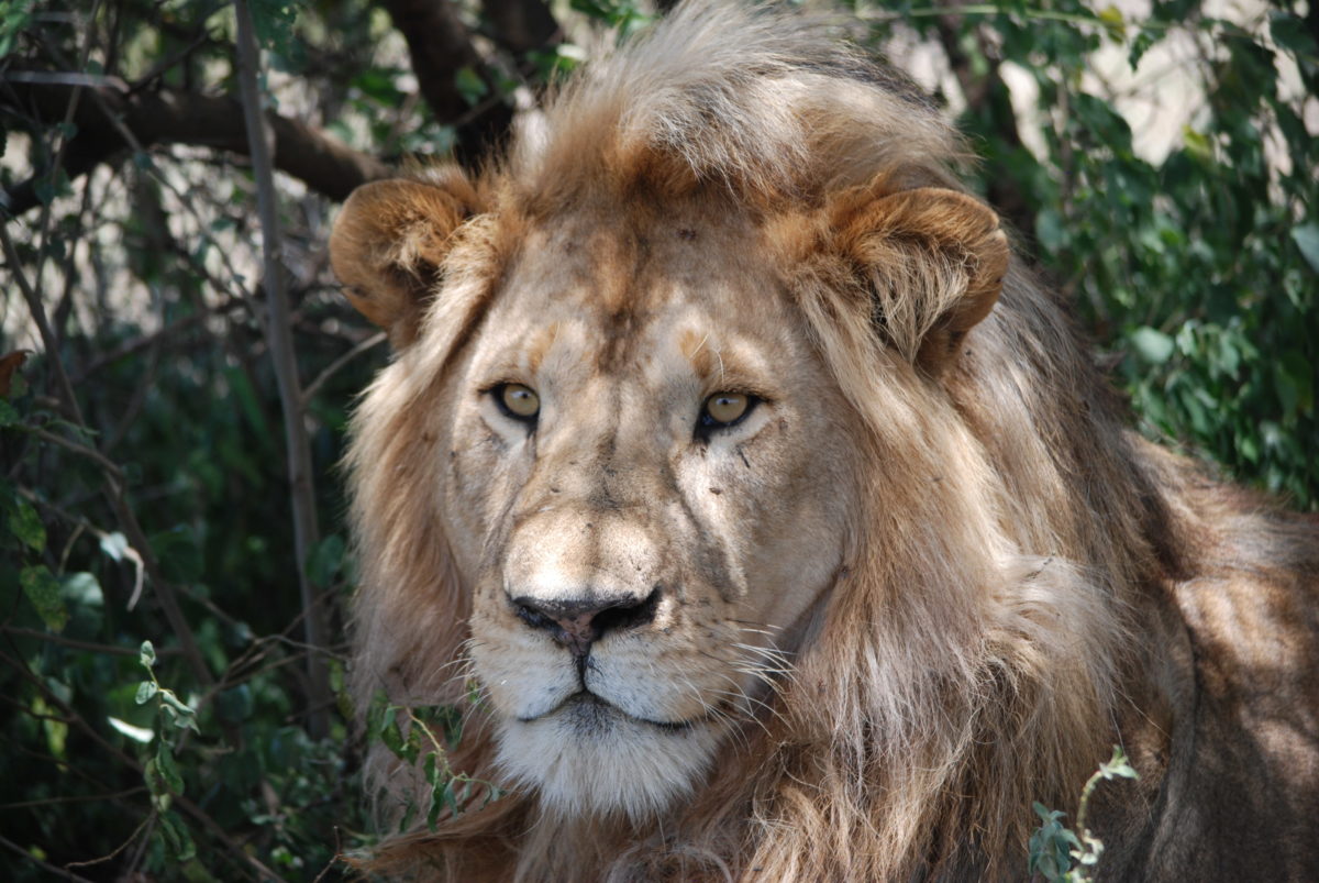 Big 5 Safari in Tanzania