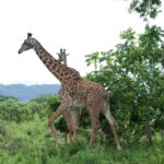 Giraffa al Arusha National Park