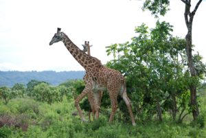Giraffa al Arusha National Park