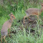 Dik Dik