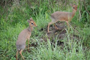 Dik Dik