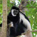 Colobo bianco e nero