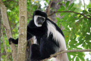 Colobo bianco e nero