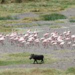 Fenicotteri e facocero