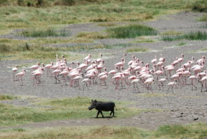 Fenicotteri e facocero