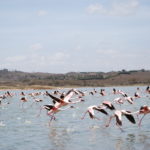 Fenicotteri nel lago Momela