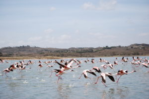 Fenicotteri nel lago Momela