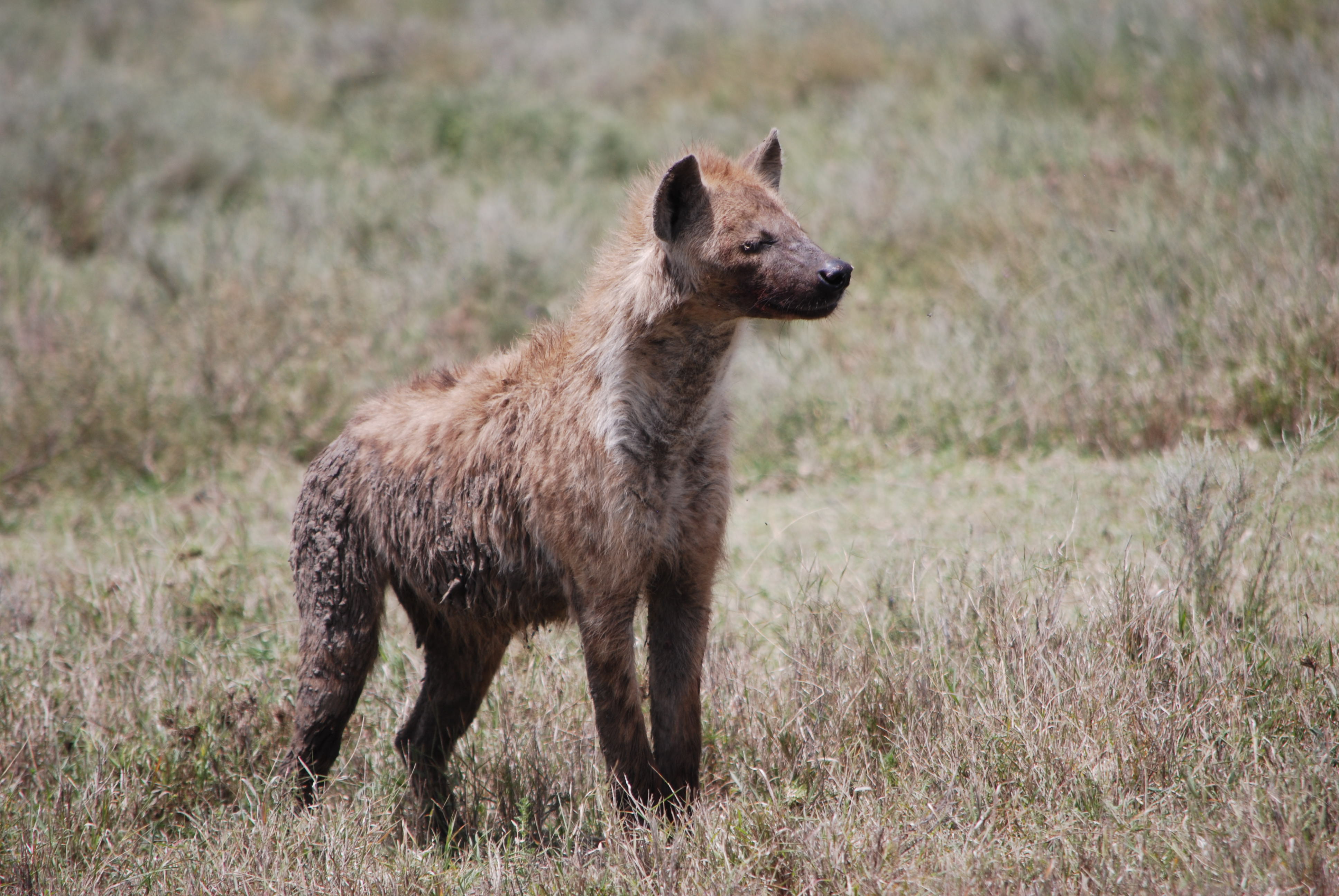 Hyenas, jackals and vultures: the scavengers of the Savannah [video]