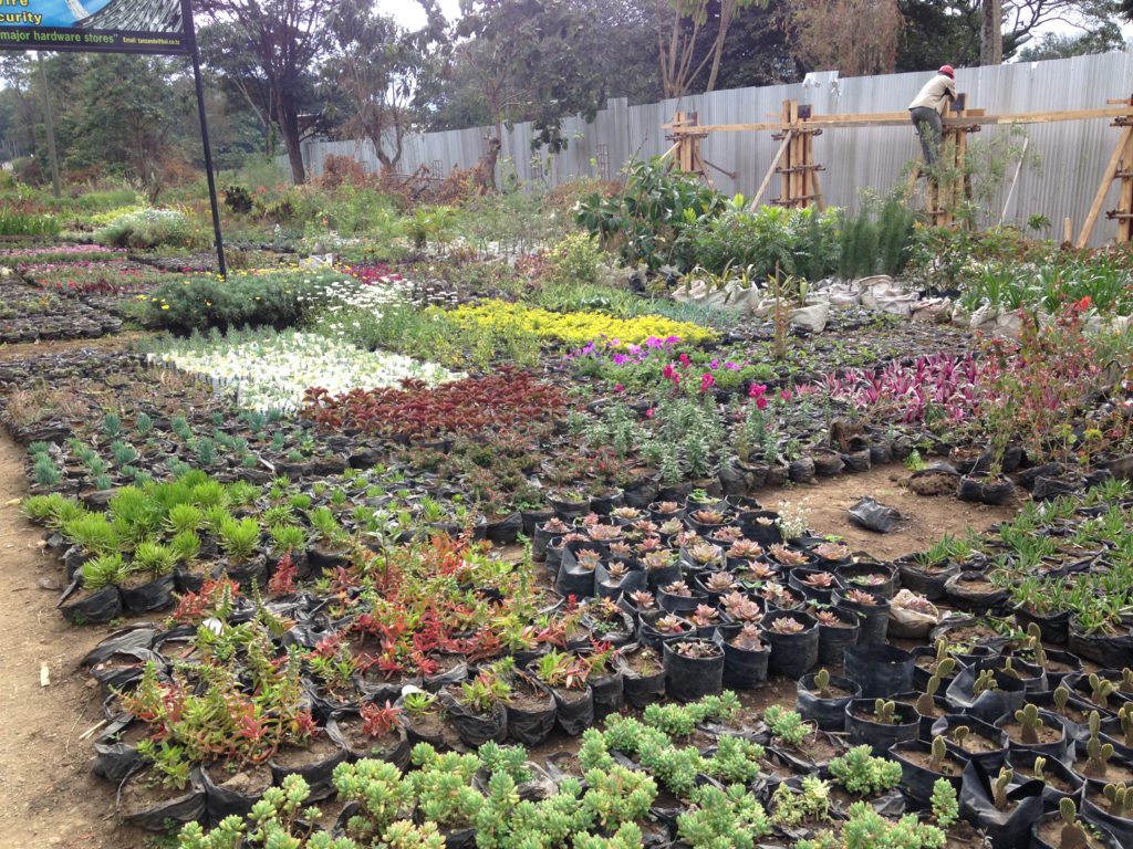 Viviai di Arusha: piante e fiori