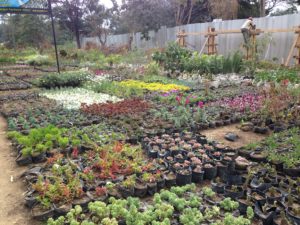 Viviai di Arusha: piante e fiori