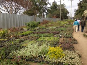 Viviai di Arusha: piante e fiori