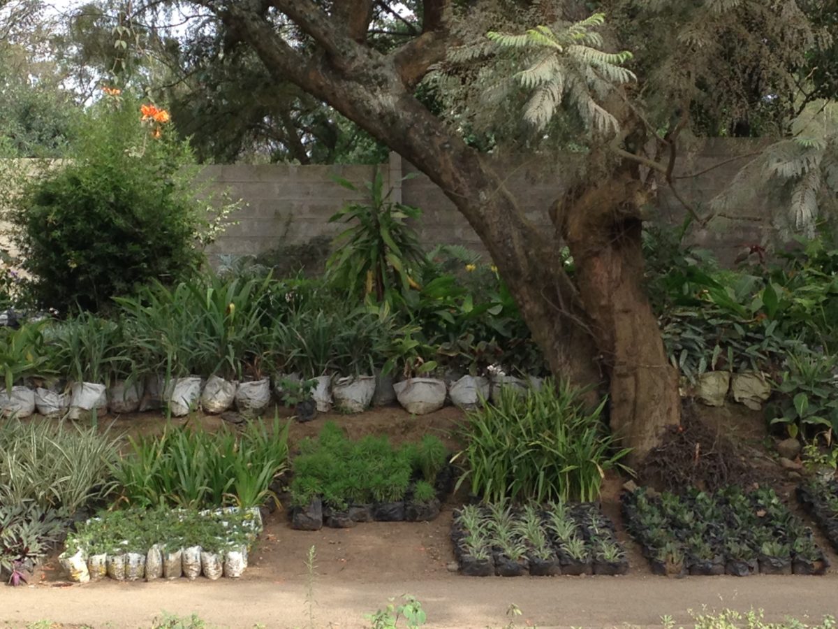 Arusha City: plants and flowers
