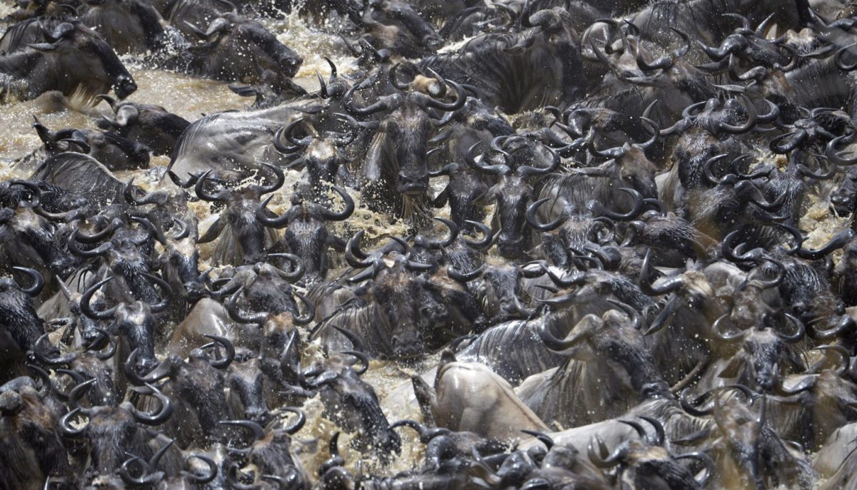 Safari Great Migration and River Crossing