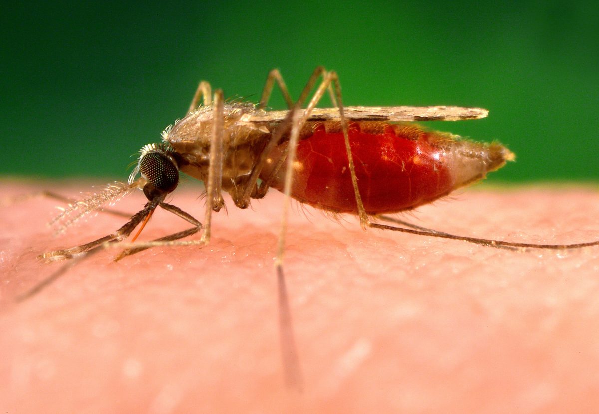 What about malaria while on safari in Tanzania?