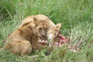 Cuccioli Leone Tanzania
