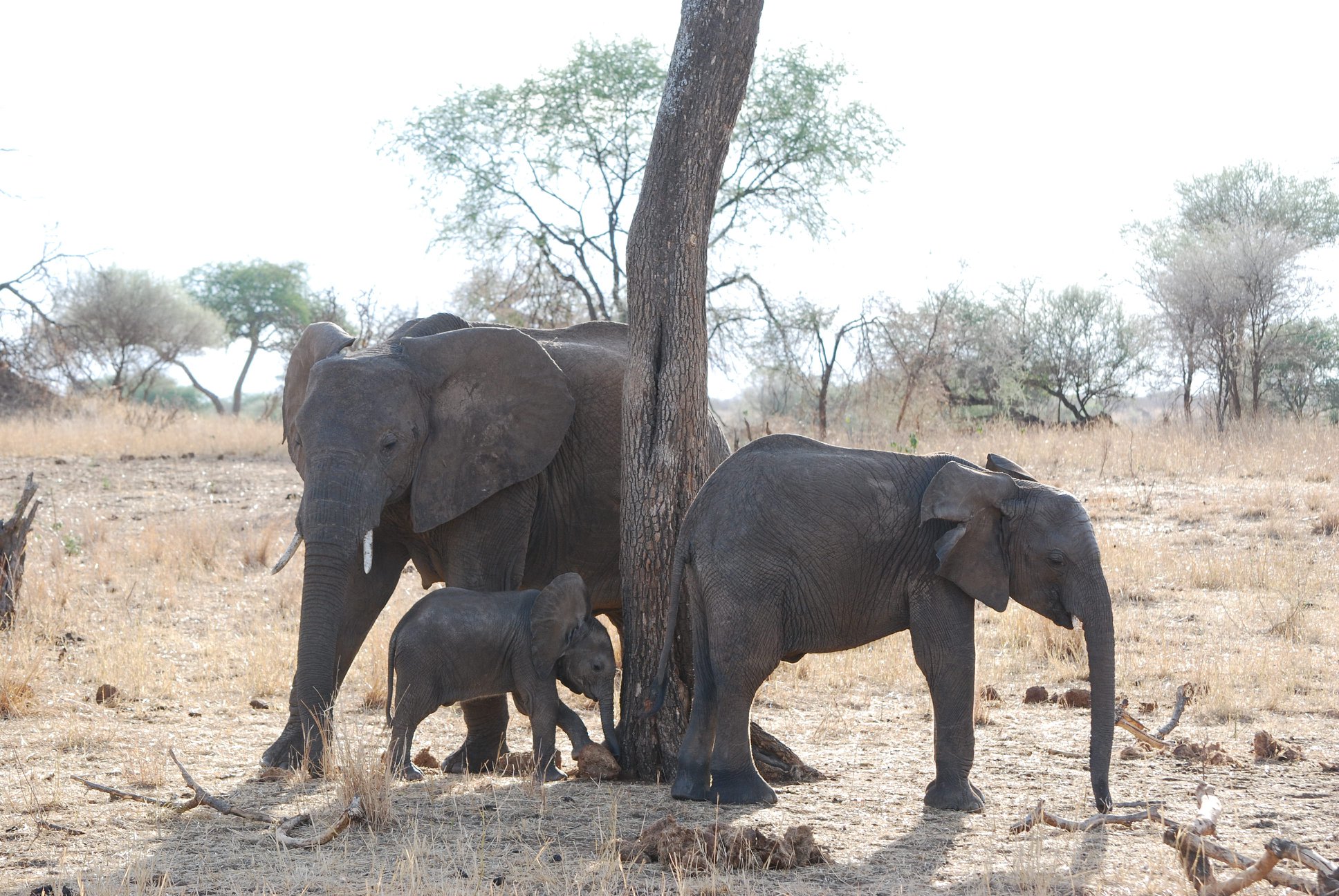 The Best African Safari Tours