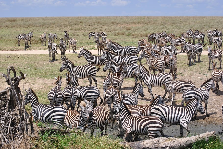 Summer 2020: Safari in Tanzania