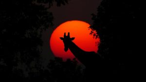 Night Game Drive