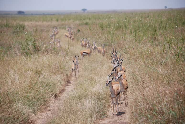 Meet The Antelopes In Serengeti