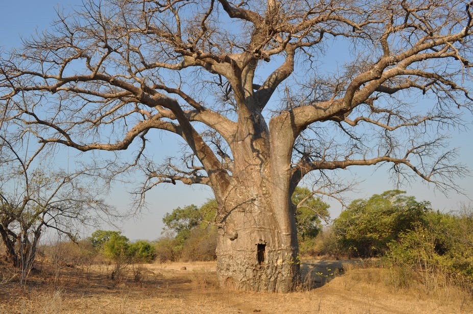 Common Trees During The Safari in Tanzania