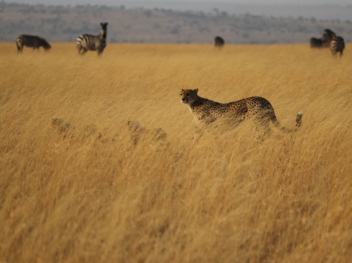 A cheetah hunting in Tanzania