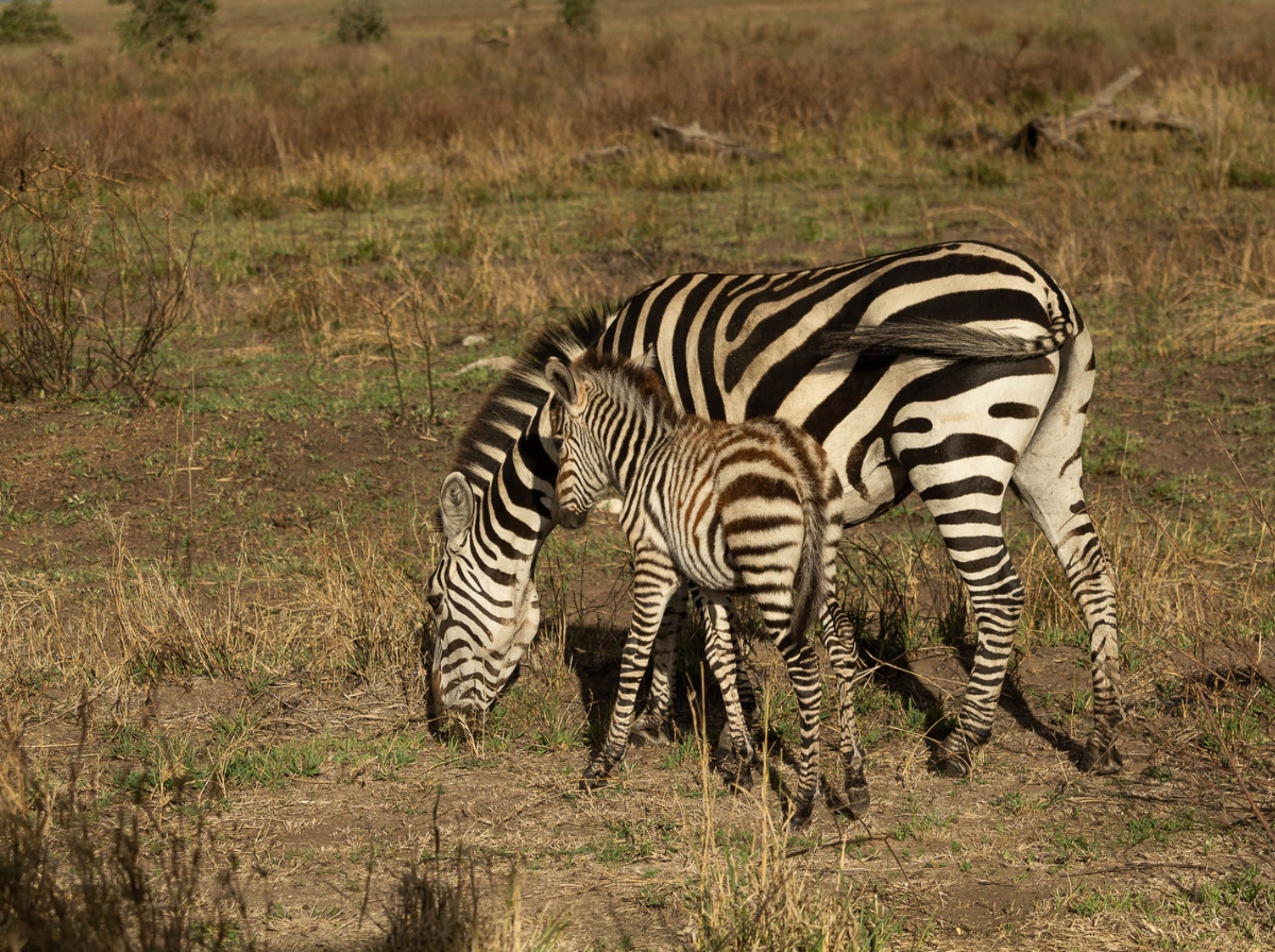 A zebra and its foal in the Tanzanian savanna