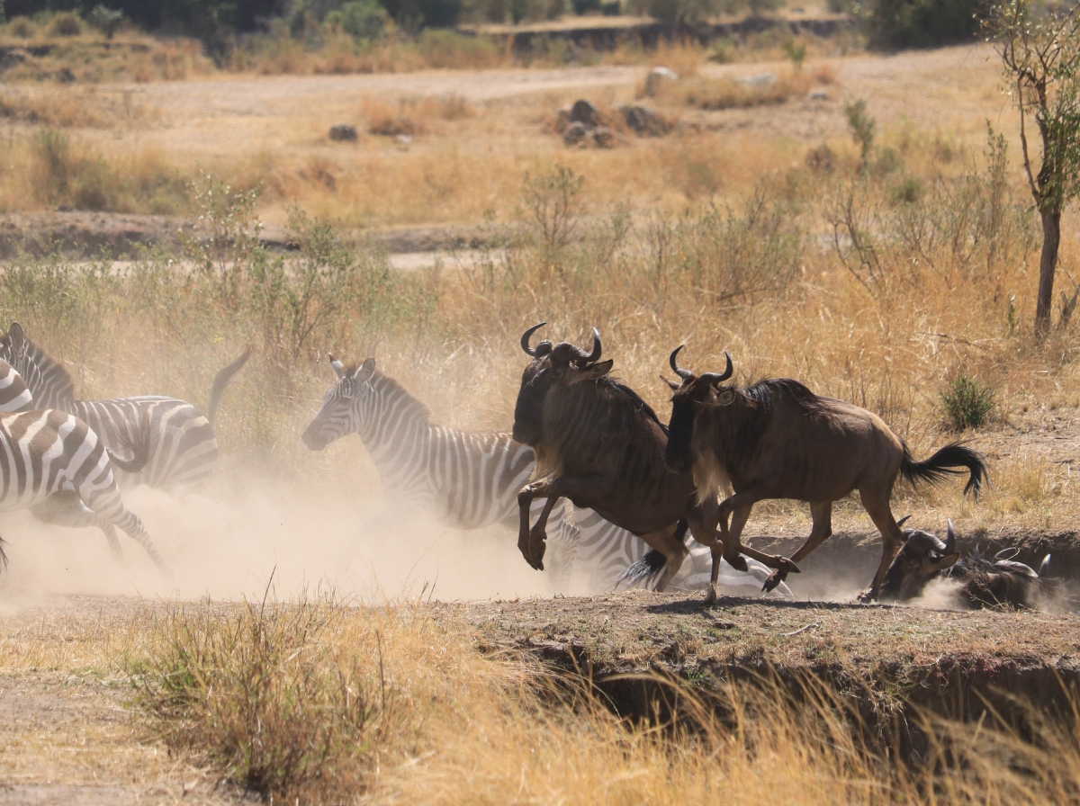 African buffalo and zebras in tanzania
