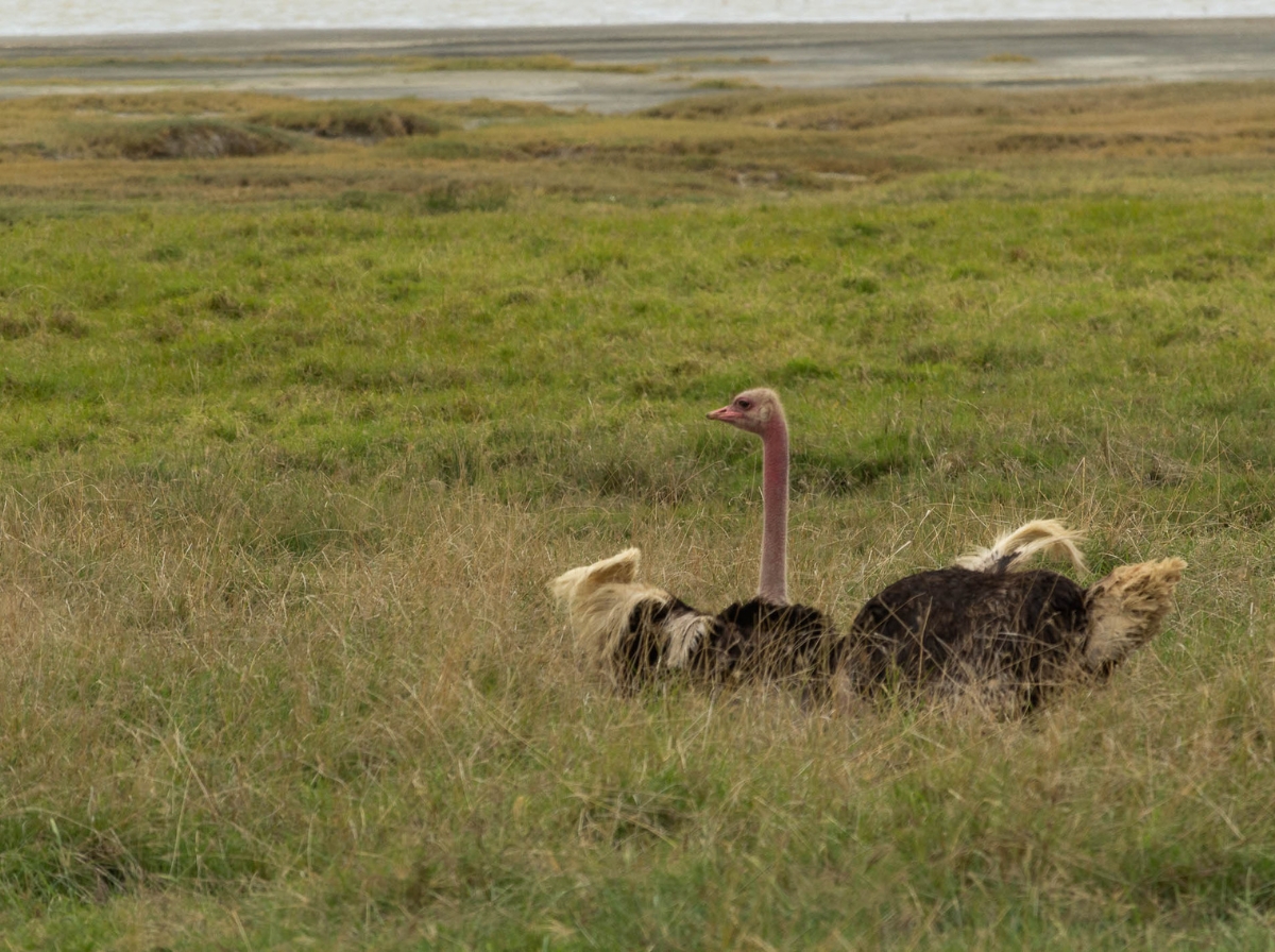 Ostrich in the savanna in Tanzania