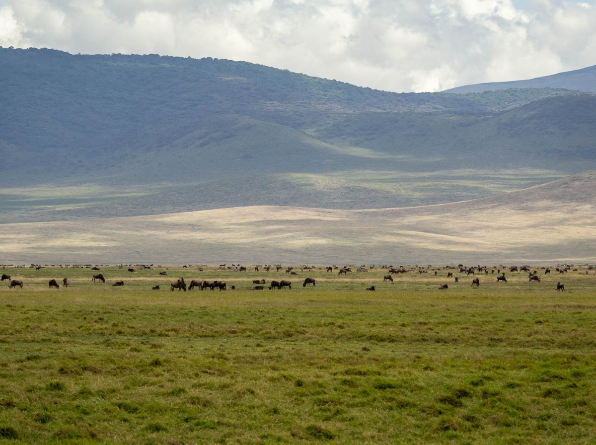 animali nella savana tanzania