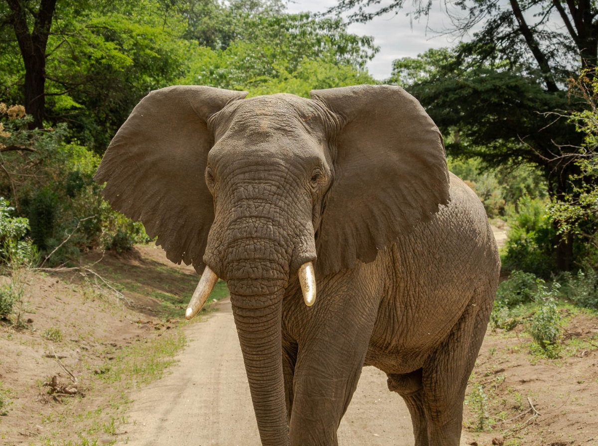 elefante in tanzania