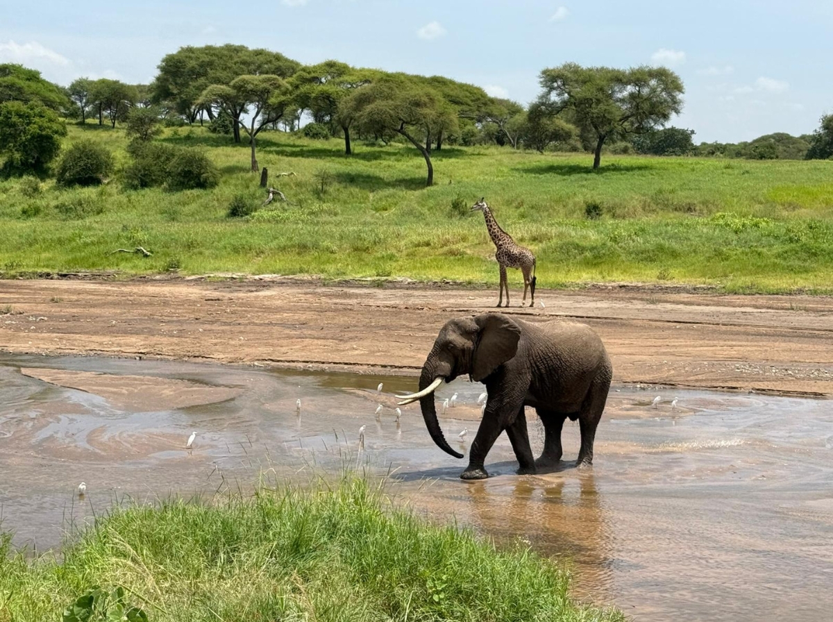 elephant cross the river in tanzania