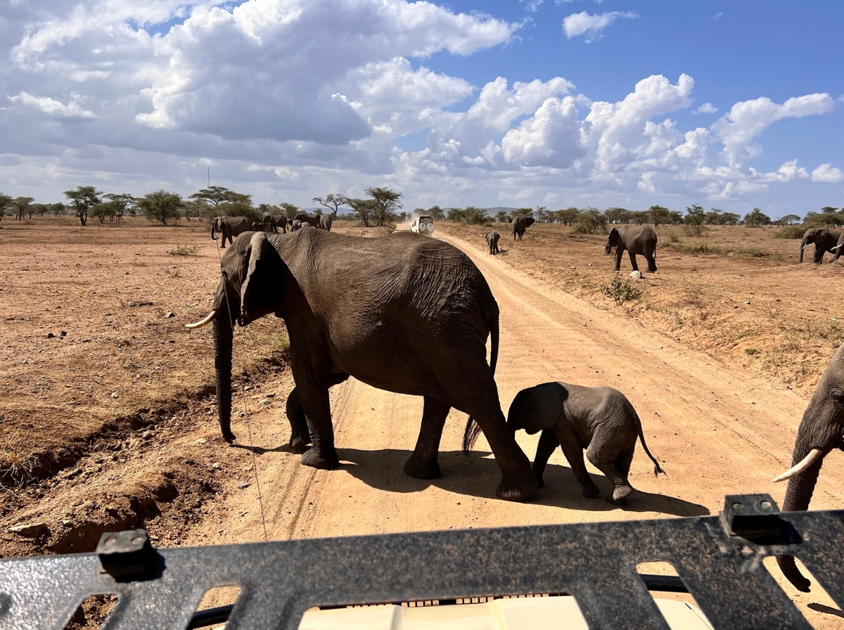 elephants on the road in tanzania