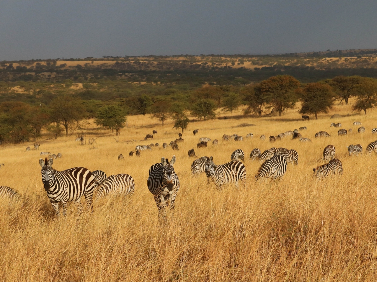 zebras in tanzania