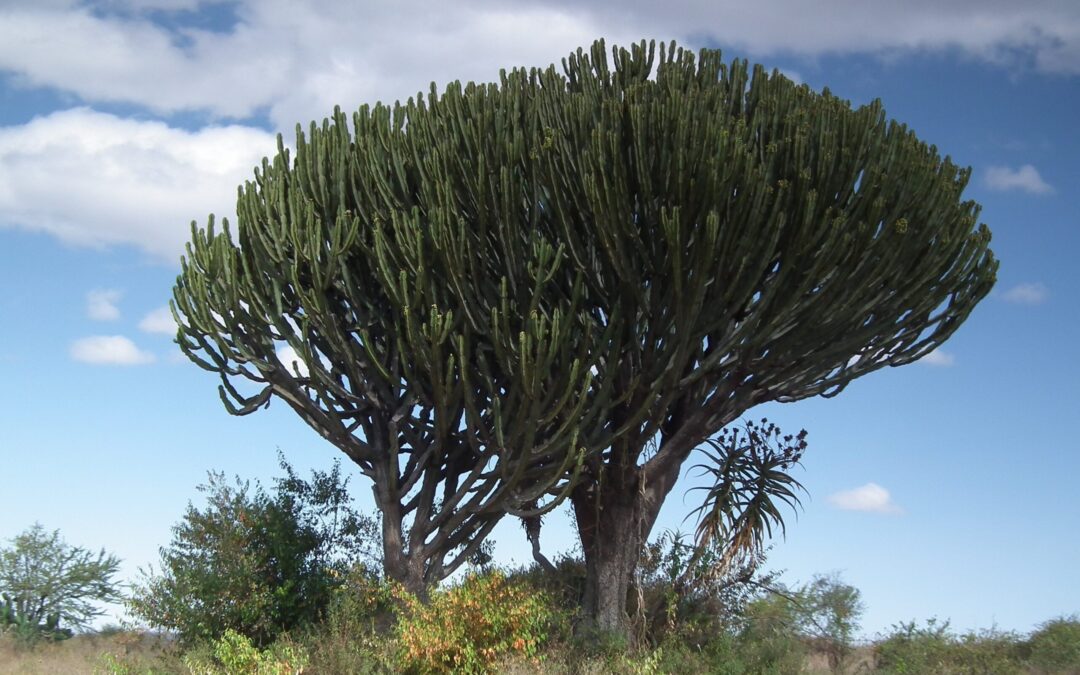 Candelabra Euphorbia