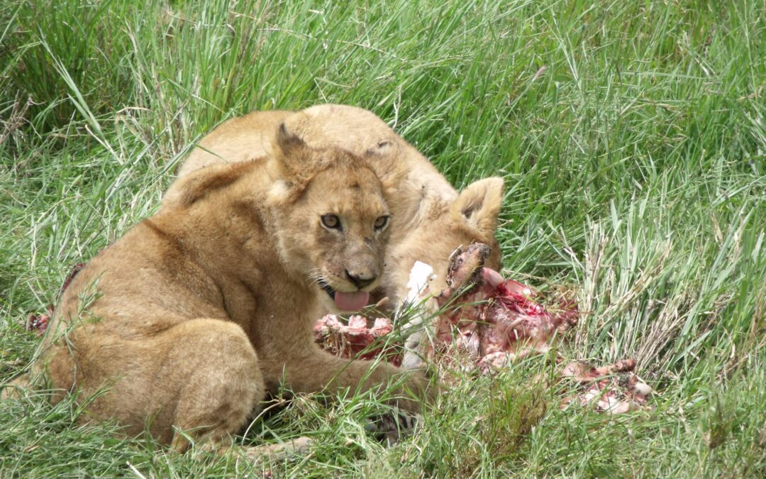Cuccioli Leone Tanzania