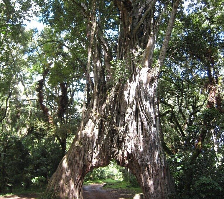 Strangler Fig