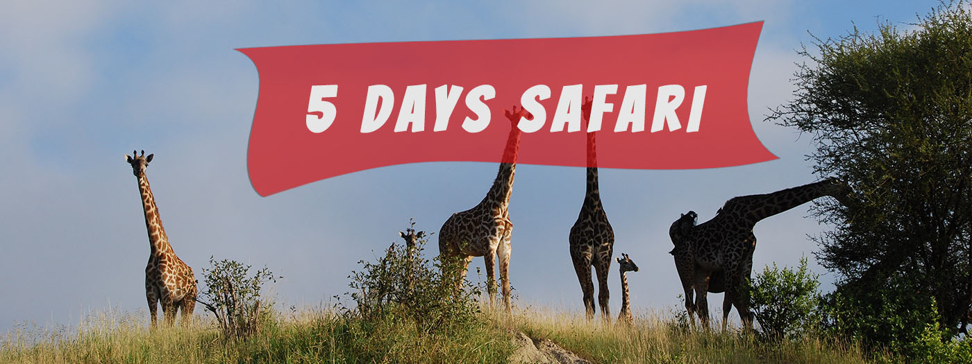 safari serengeti and ngorongoro